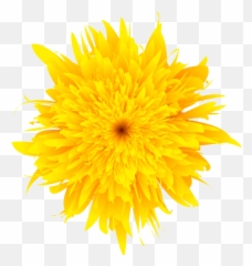 Hearts Yellow Crown Transparent Heart Emoji Background - Yellow Flowers Transparent Background,Dandelion Emoji