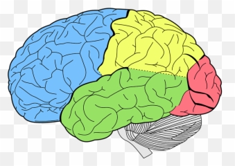 Brain Lobes Neurology - Of The Emoji