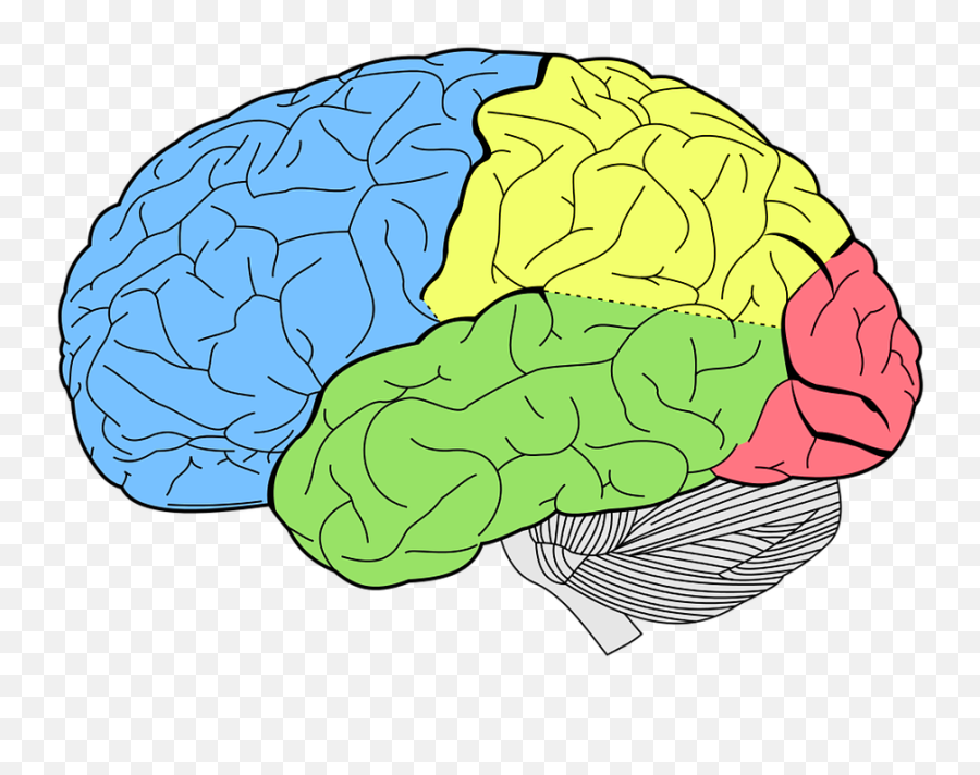 Brain Lobes Neurology - Lobes Of The Brain Emoji,Emotion Con