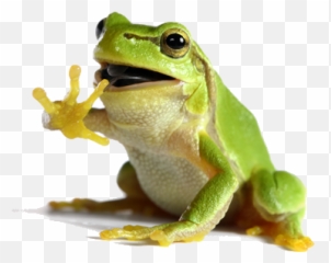 Articles U0026 Videos U2013 Lmq Technology Llc - Frog White Background Emoji,Frog Coffee Emoji