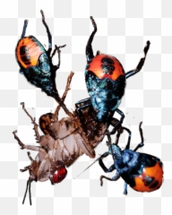 Aphid Tree Roach - Leaf Beetle Emoji,Roach Emoji