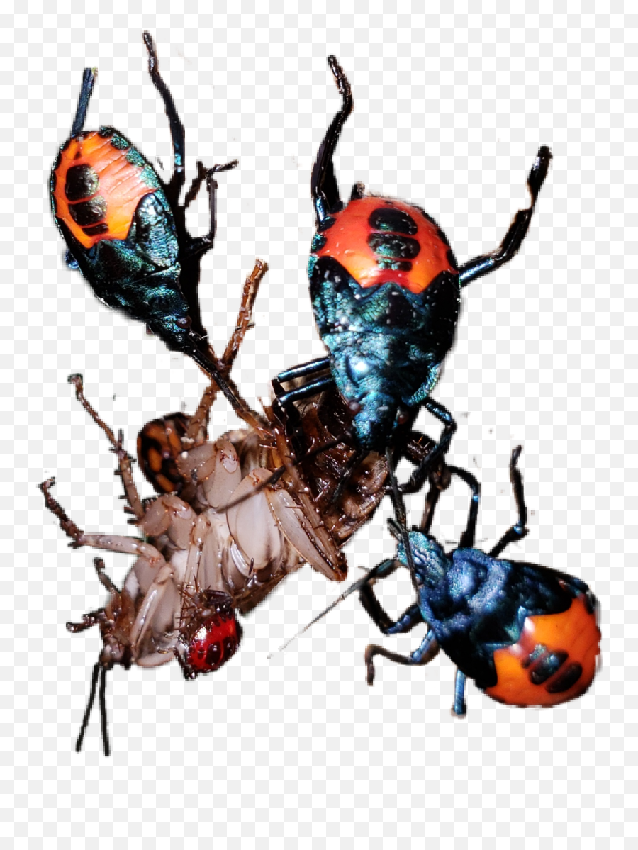 Aphid Tree Roach - Leaf Beetle Emoji,Roach Emoji