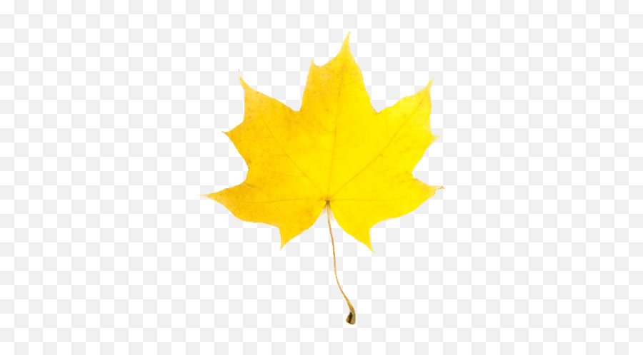 Yellow Aesthetic Outfit Shoplook - Maple Leaf Emoji,Maple Syrup Emoji