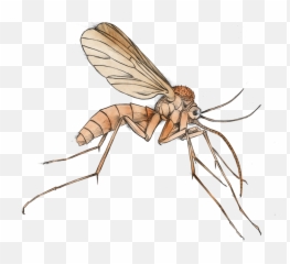 Mosquito Clipart Malaria Mosquito Mosquito Malaria Mosquito - Clipart Transparent Background Mosquito Emoji,Mosquito Emoji