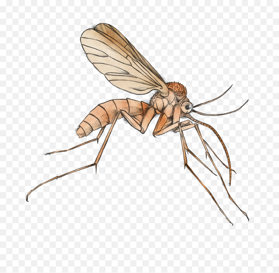 Mosquito Clipart Malaria Mosquito Mosquito Malaria Mosquito - Clipart Transparent Background Mosquito Emoji,Mosquito Emoji