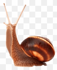 Snail - All You Can Do Is To Crawl Start Crawling Emoji,Snail Emoji