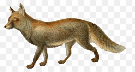 Keulemans White Footed Fox - Emoji