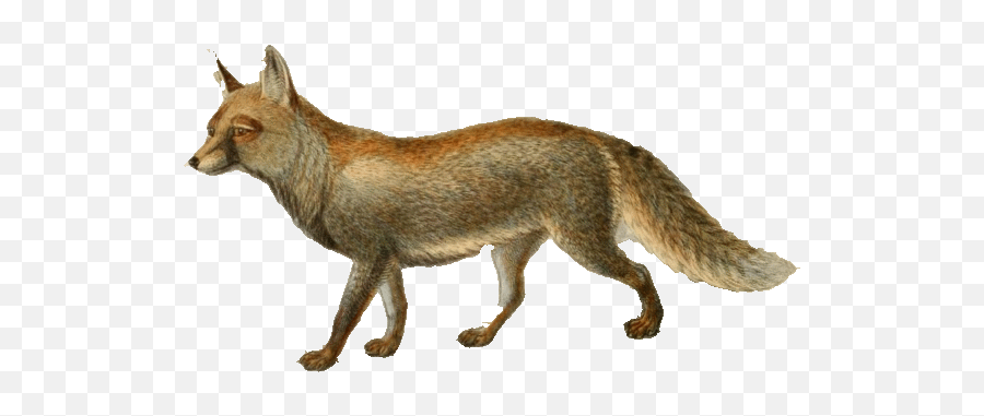 Keulemans White Footed Fox - White Footed Fox Emoji,Is There A Fox Emoji