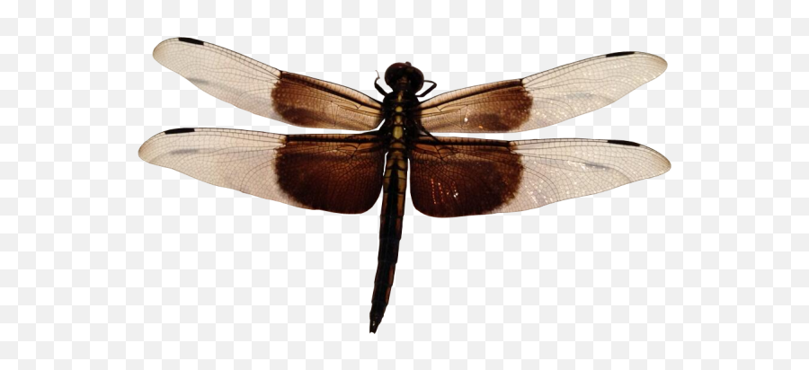 15 Dragonfli Insect Load20180523 Pngimg004 - Dragonfly Transparent Background Emoji,Dragonfly Emoji