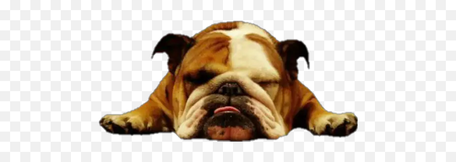 Bulldog Stickers For Whatsapp - Frustrated Puppy Emoji,Bulldog Emoji