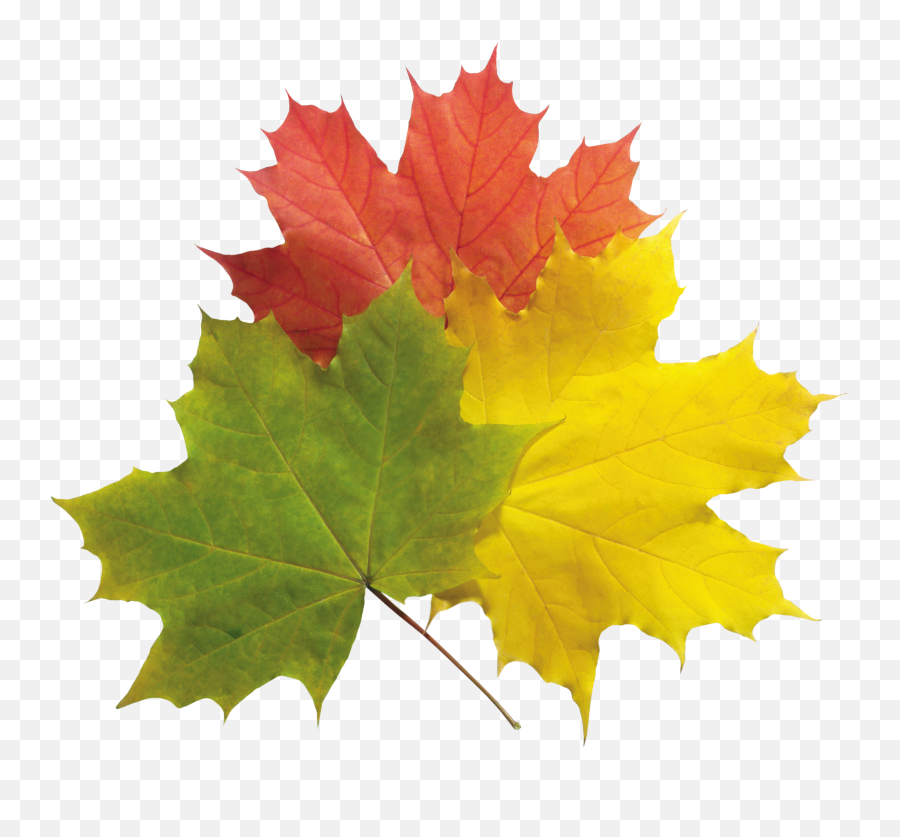 Real Fall Leaves Png - Transparent Real Fall Leaves Png Emoji,Fall Leaf Emoji