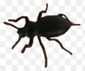 Beetle Nature Spider Insect Bug Gross Freetoedit - Weevil Emoji,Beetle Emoji