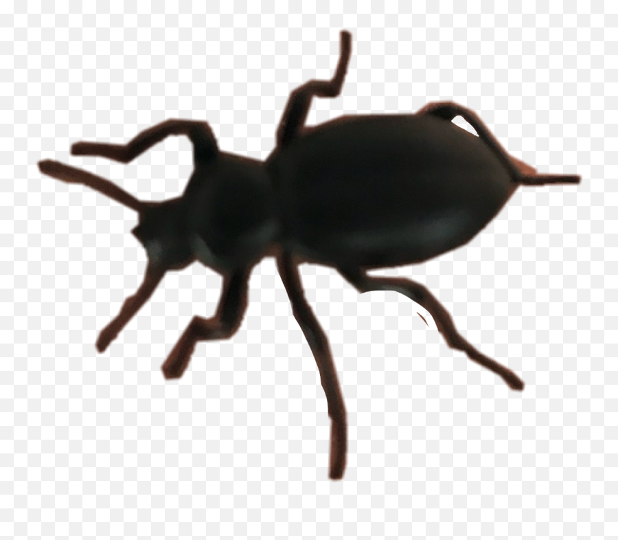 Beetle Nature Spider Insect Bug Gross Freetoedit - Weevil Emoji,Beetle Emoji