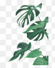 Watercolor Painting Leaf Botanical Illustration Botany - Emoji