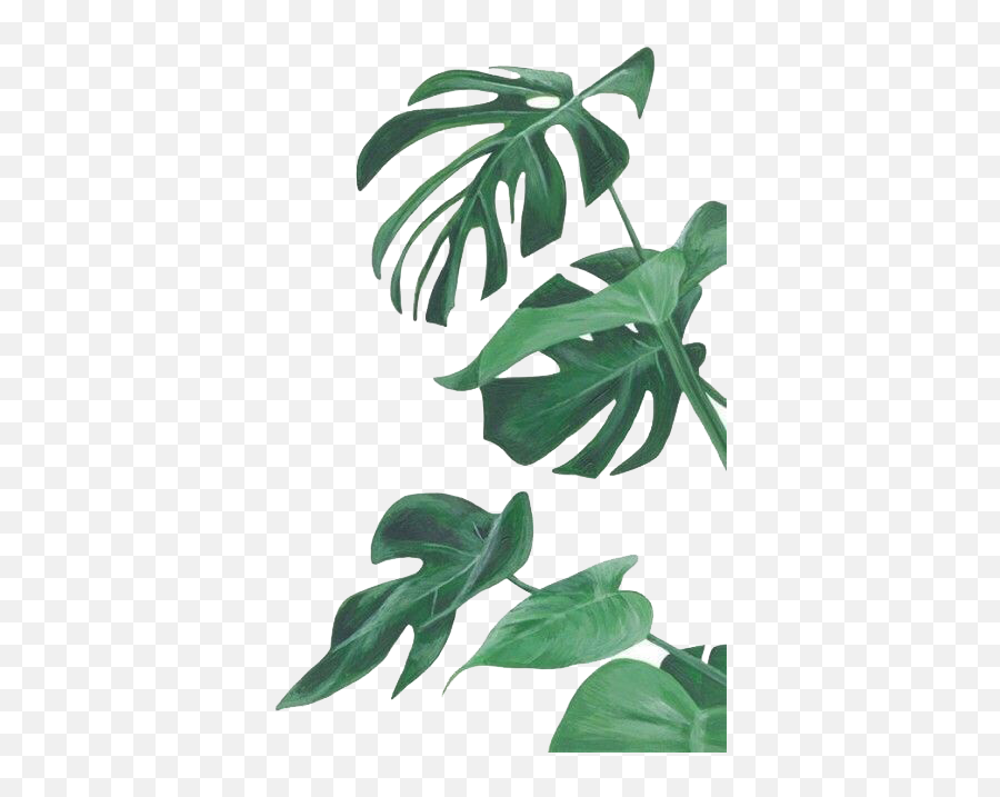 Watercolor Painting Leaf Botanical Illustration Botany - Leaf Botanical Illustration Emoji,Swiss Flag Emoji