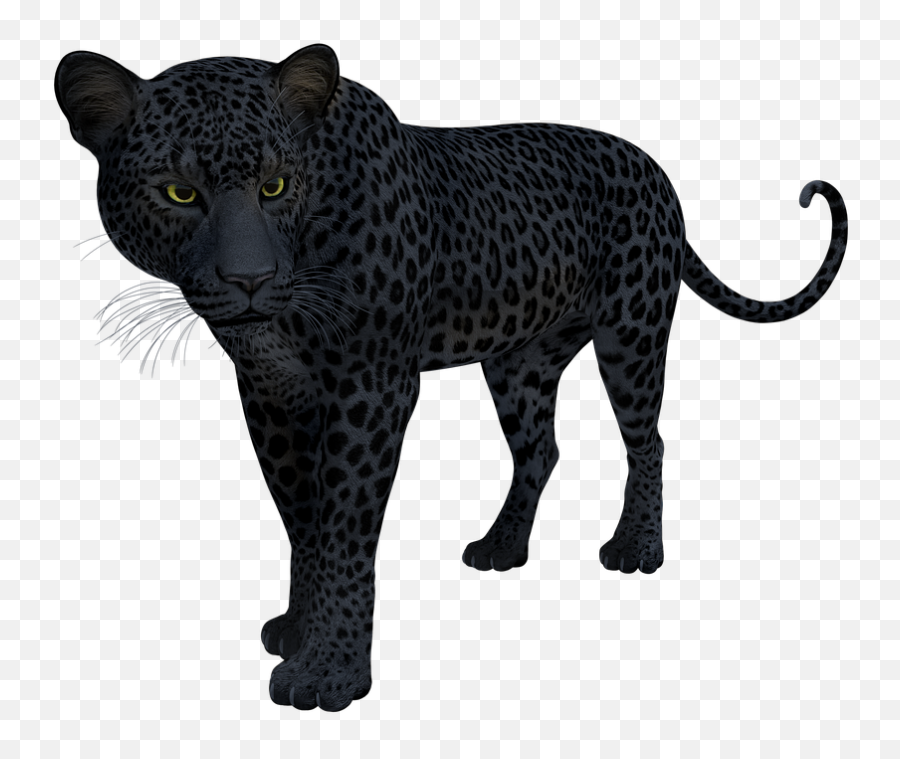Black Panther Leopard - Black Panther Animal T Shirt Emoji,Black Panther Emoji