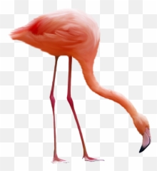 Huge Flamingo Photo Images - Flamingo Transparent Background Emoji,Flamingo Emoji