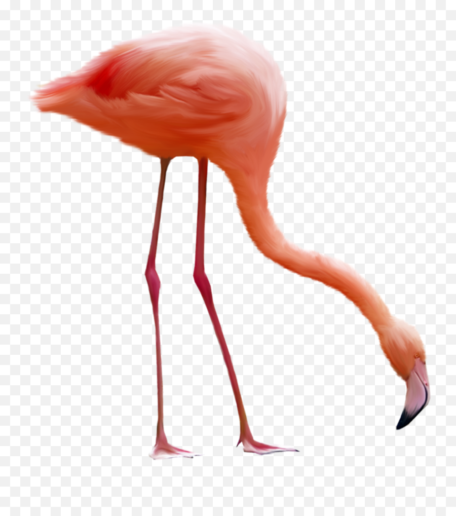 Huge Flamingo Photo Images - Flamingo Transparent Background Emoji,Flamingo Emoji