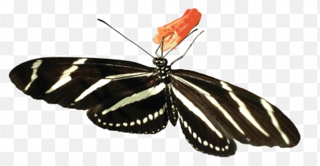 Free Butterfly Animated Gif Transparent Download Free Clip - Animated Butterfly Transparent Background Emoji,Moth Emoji