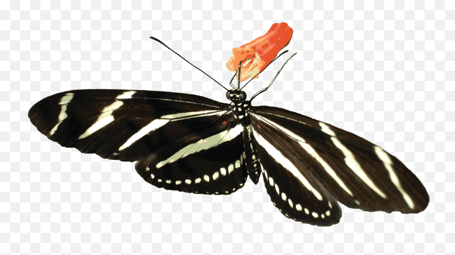 Free Butterfly Animated Gif Transparent Download Free Clip - Animated Butterfly Transparent Background Emoji,Moth Emoji