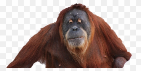 The Newest Orangutan Stickers - Monkey Emoji