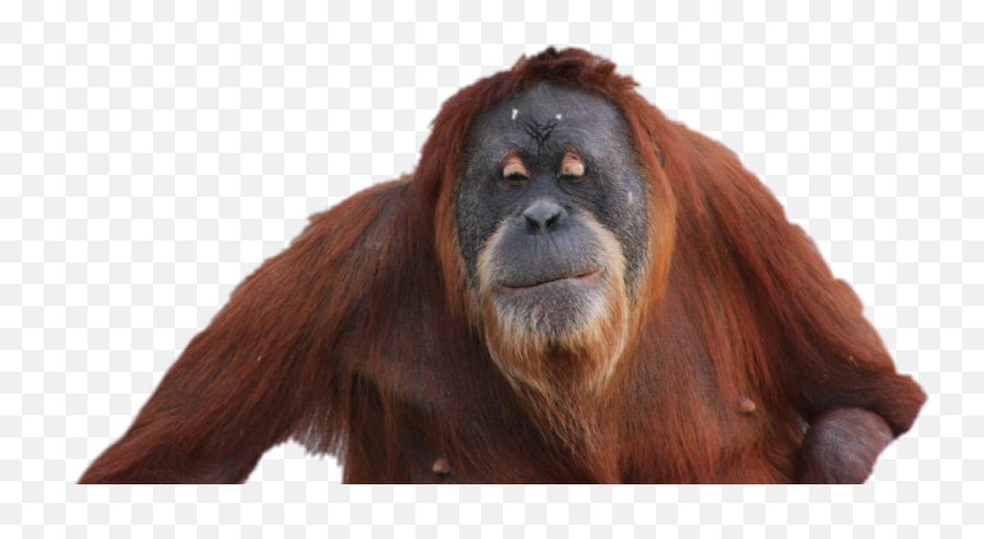 The Newest Orangutan Stickers - Monkey Emoji,Orangutan Emoji