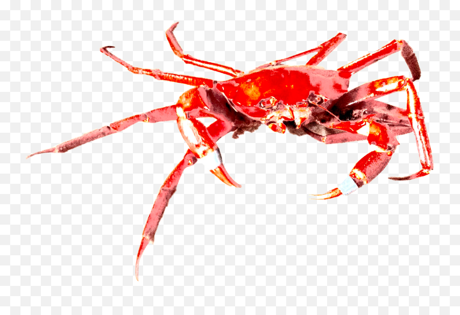 Crab Deepfried Sticker - Freshwater Crab Emoji,Crab Emoji