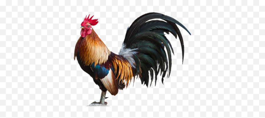 Chicken Clicker 2 Tynker - Rooster Chicken Png Emoji,Rooster Emoticon