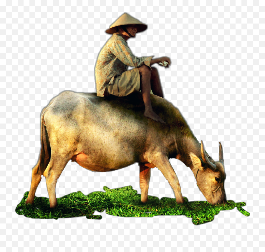 Cow Buffalo Man Farmer Grass Jhyuri - Water Buffalo Emoji,Cow And Man Emoji