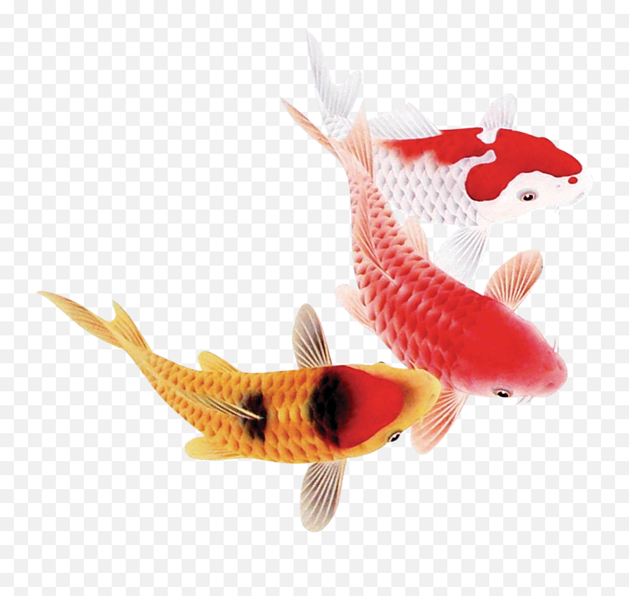 Koifish Koi Fish Iris1210 - Png Koi Fishes Emoji,Koi Emoji