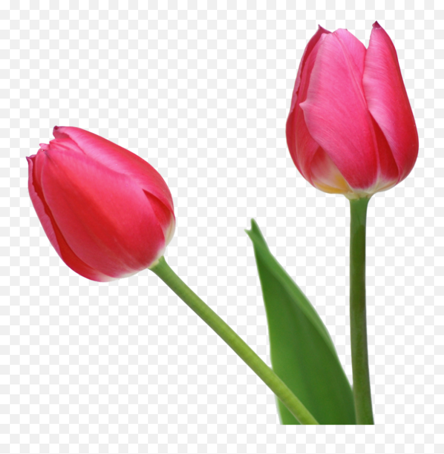 Tulip Clipart - Tulips Png Transparent Emoji,Tulips Emoji
