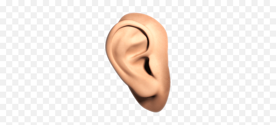 Download Free Png Ear Of Corn Icon Noto Emoji Food Drink - Human Ear Png,Earring Emoji