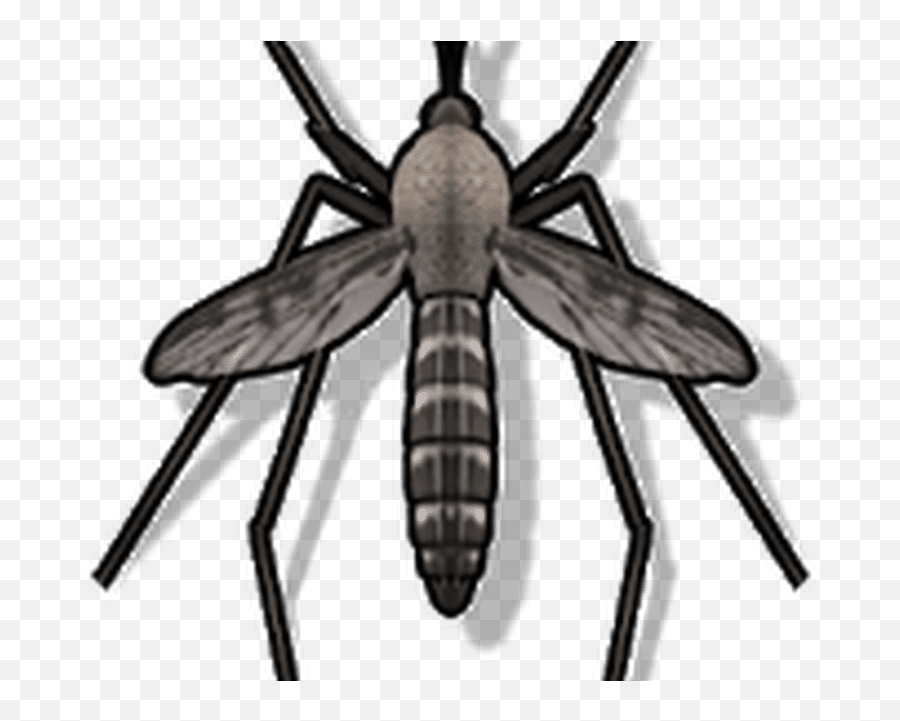 Anti Mosquito Sound Prank Android - Anti Mosquito Emoji,Mosquito Emoji