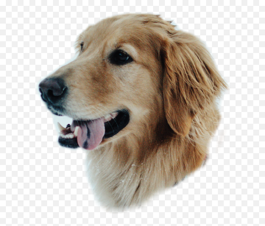 The Most Edited - Canine Tooth Emoji,Golden Retriever Emoji