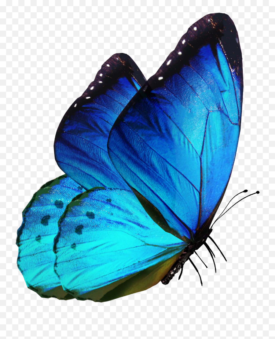 Sticker Made With - Glowing Butterfly Png For Picsart Emoji,Butterfly Emoji Ios