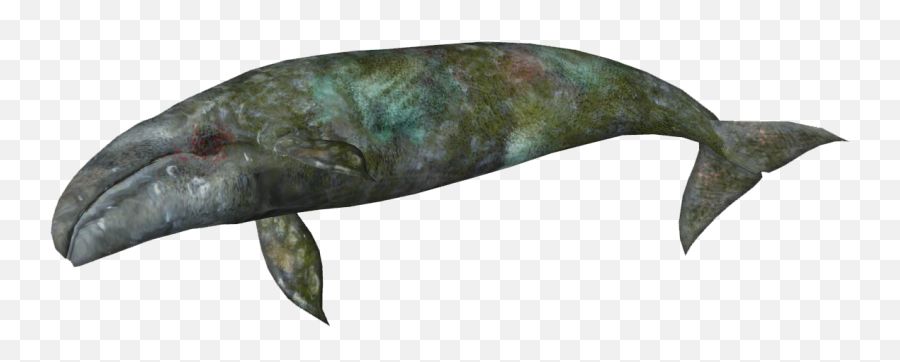 Download Dead Whale - Zt2 Download Library Whales Full Dead Blue Whale Png Emoji,Whale Emoji
