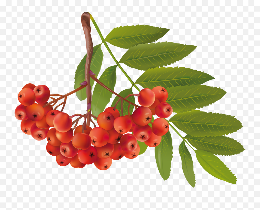Plant Clipart Herb Plant Herb Transparent Free For Download - Rowan Fruit Png Emoji,Herb Emoji