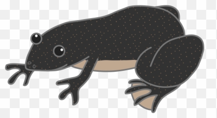 201902 Xenopus Laevis - Cartoon Xenopus Laevis Emoji,Emoji Pencil Case