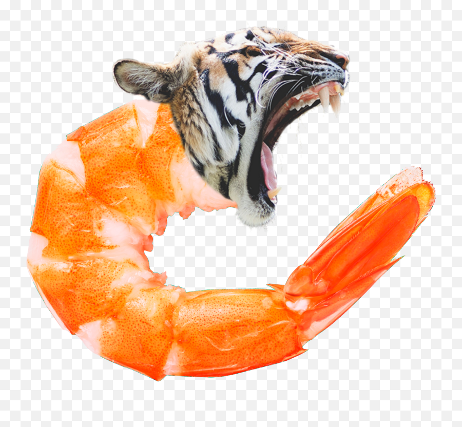 Collection Of Free - Siberian Tiger Emoji,Emoji Tiger And Shrimp