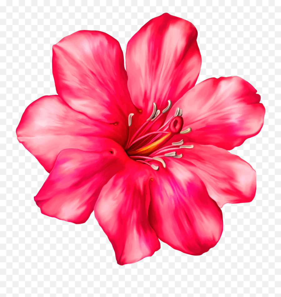 Pin On Patterns - Exotic Pink Flower Png Emoji,Lily Flower Emoji