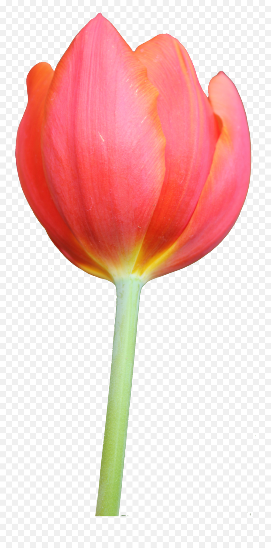 Tulip Clipart 2 - Tulip Png Emoji,Tulips Emoji