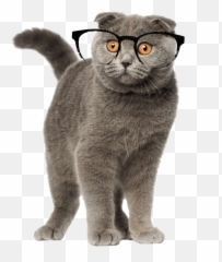 Cat Glasses Catglasses Kitten Cute Grey Greycat Greykit - Scottish Fold Shorthair Emoji,Grey Cat Emoji