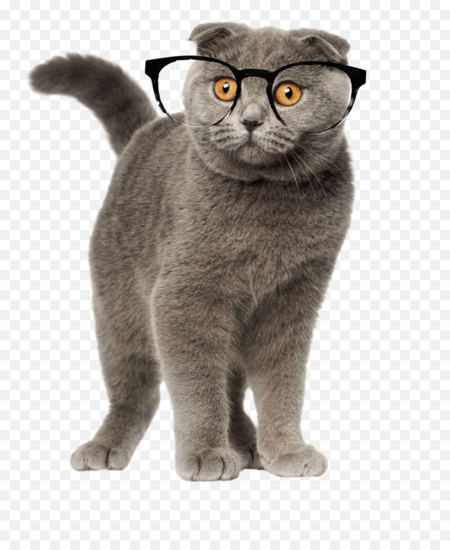 Cat Glasses Catglasses Kitten Cute Grey Greycat Greykit - Scottish Fold Shorthair Emoji,Grey Cat Emoji