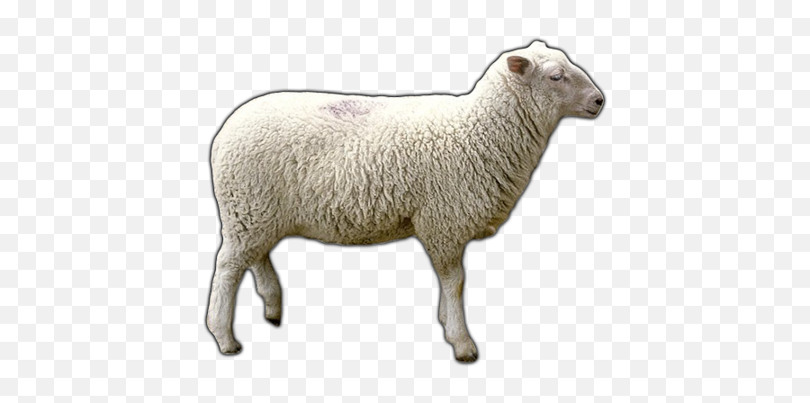 Sheep Png Png Free Sheep - Transparent Background Sheep Png Emoji,Sheep Emoji