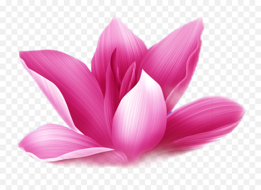 Lotus Flower - Sacred Lotus Emoji,Lotus Flower Emoji