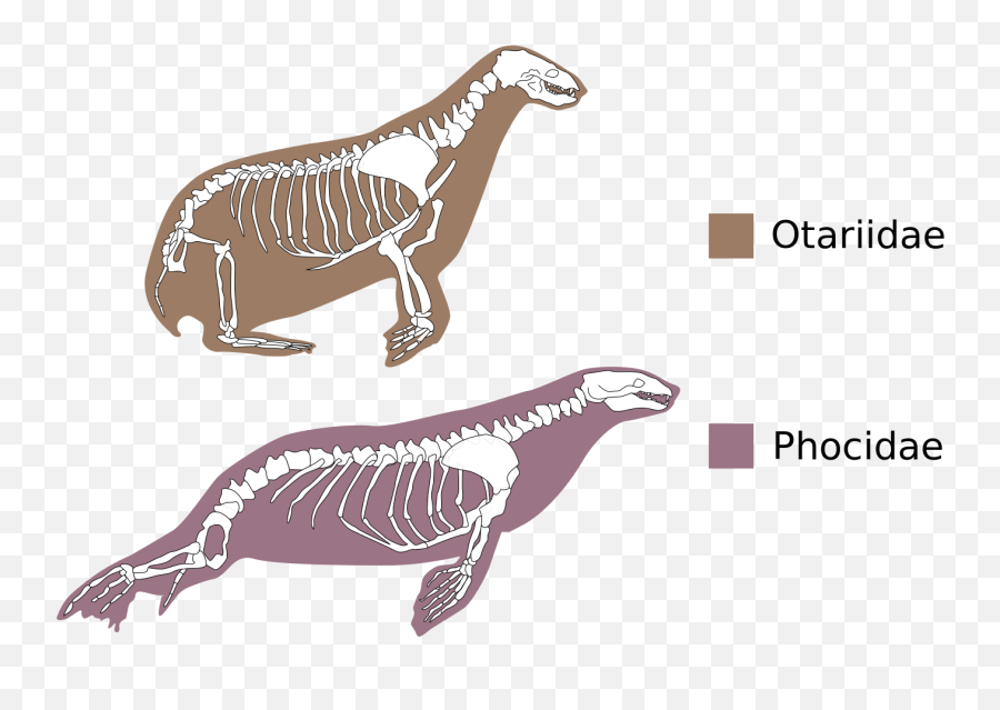 Otariidae Phocidae Comparative Anatomy - Do Seals Have Legs Emoji,Thinking Hard Emoji