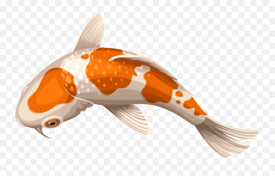 Download Carp Drawing Coy Fish - Koi Fish Transparent Background Emoji,Coy Emoji