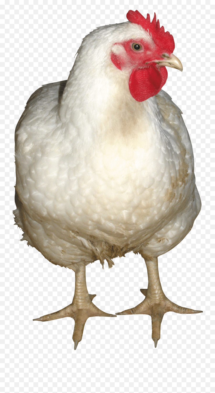 Chicken Image Transparent U0026 Png Clipart Free Download - Ywd Life Chicken Png Emoji,Flag Chicken Emoji