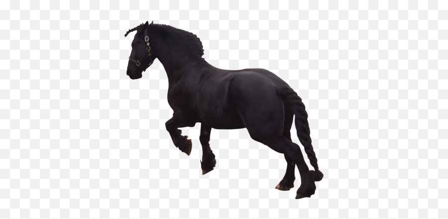 Free Png Images - Friesian Horse Png Emoji,Horse And Airplane Emoji