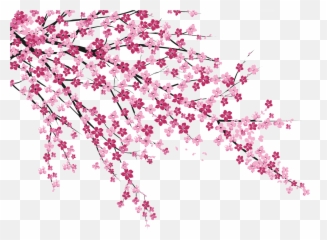 Download No Blossom Cherry Hanabiratachi Wall Sakura - Png Emoji